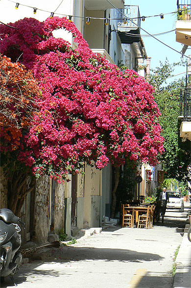 Bougainvillier dans ruelle 