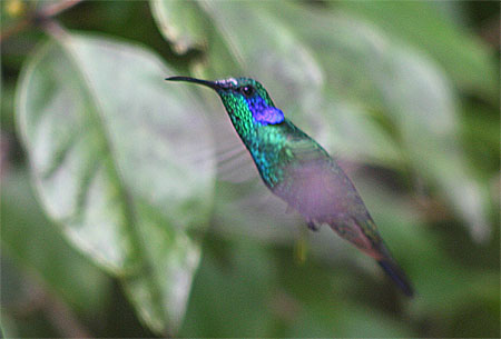 Campylopt�re violet