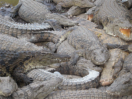 Croc' Farm
