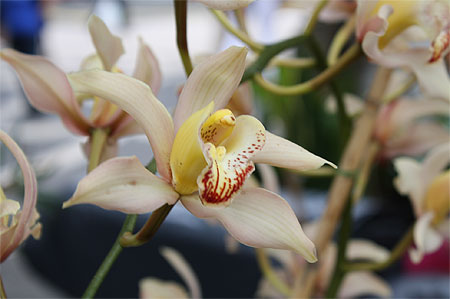 Orchid�e 