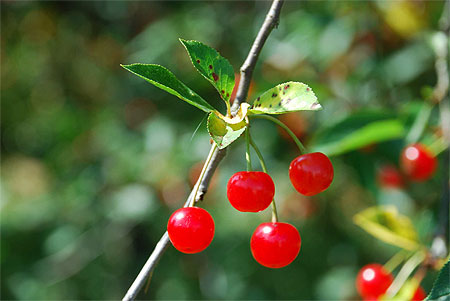 Le temps des cerises