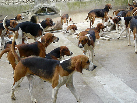 La meute de Cheverny