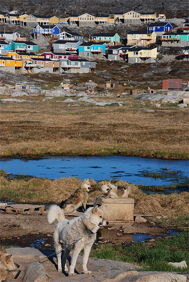 Chiens de traineau