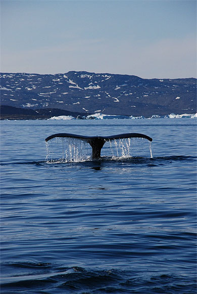 Baleine