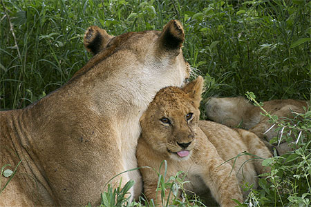 Serengeti Cubs