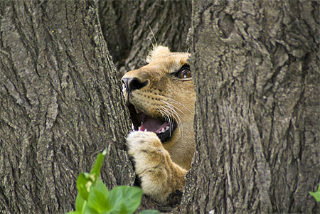 Serengeti Cubs