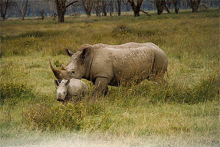 Famille de rhinoc�ros blancs