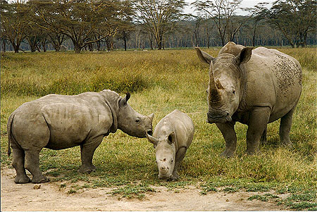 Rhinoc�ros blancs