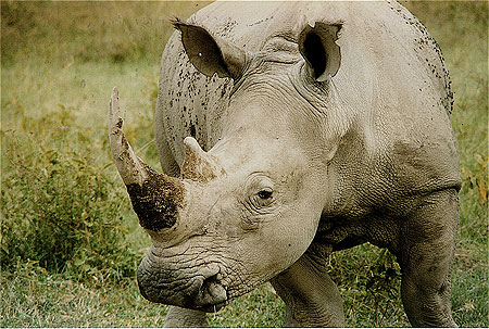 Rhinoc�ros blancs