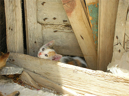 Chats de gr�ce