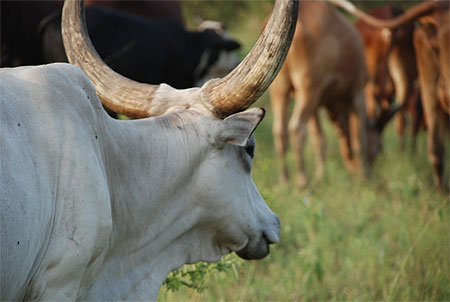 Vache