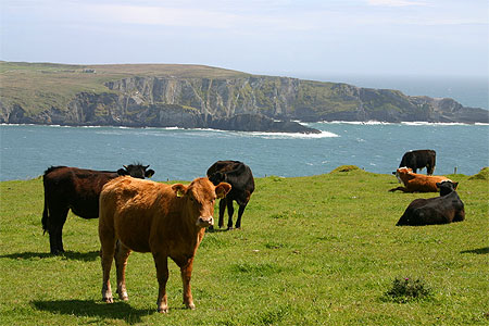 Bovin sur Mizen Head