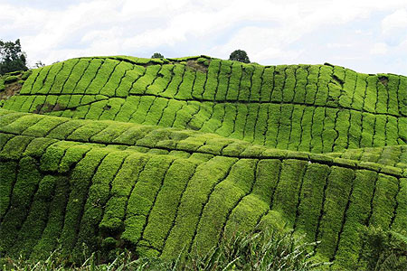 Plantations de th�