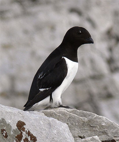 Little auk