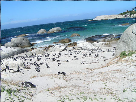 Les manchots du cap