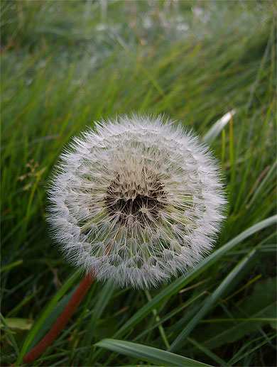 Fleur du lac Myvatn