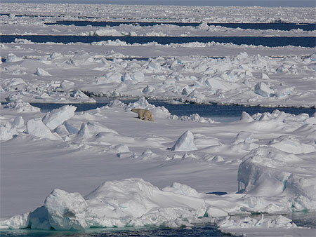 Ours polaire sur la banquise