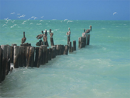 Plage de Sabancuy - P�licans