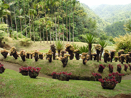 Jardin de Balata