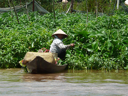 Cueilleur sur le Mekong