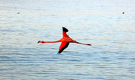 La gr�ce du flamant rose
