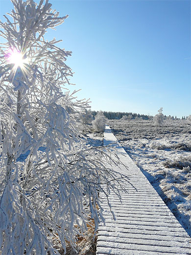 Givre en Fagnes