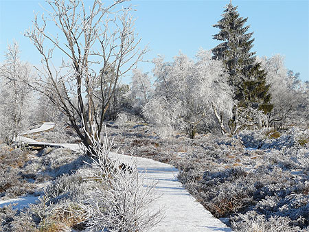 Promenade en Fagnes