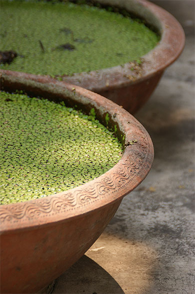 Lentilles d'eau