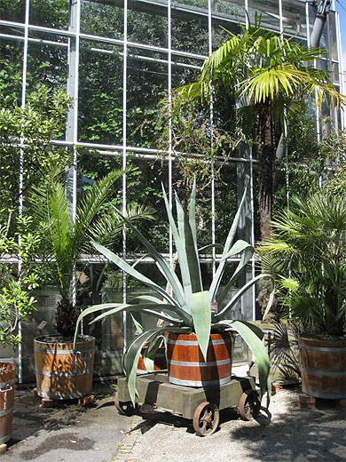 Au Jardin Botanique