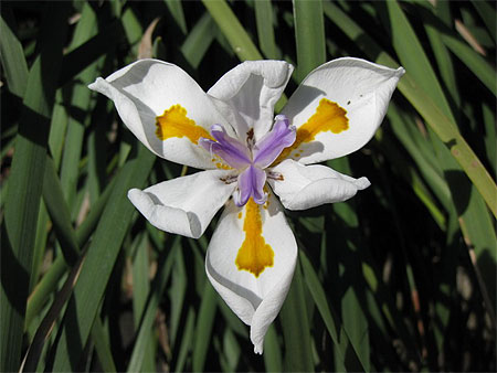 Fleur du Jardin Botanique