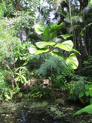 Plantes tropicales