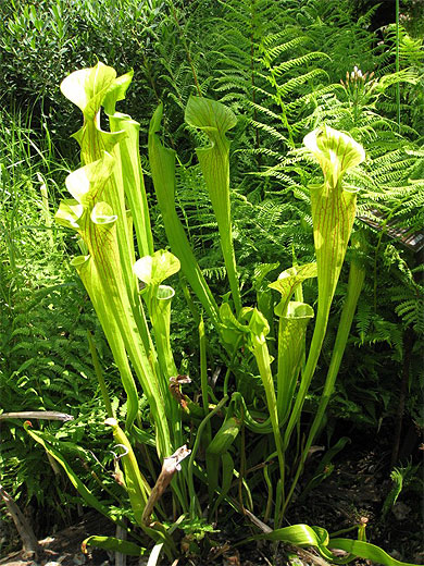 Plantes carnivores au Jardin Botanique