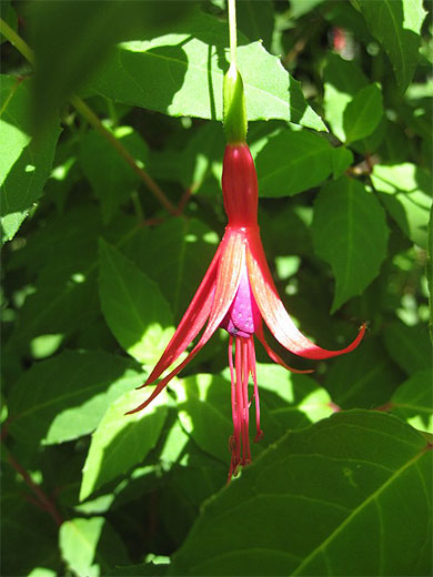 Fuschia au Jardin Botanique