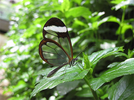 Papillon du Jardin Botanique
