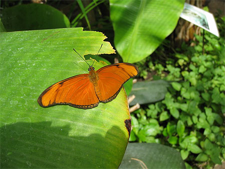 Papillon du Jardin Botanique