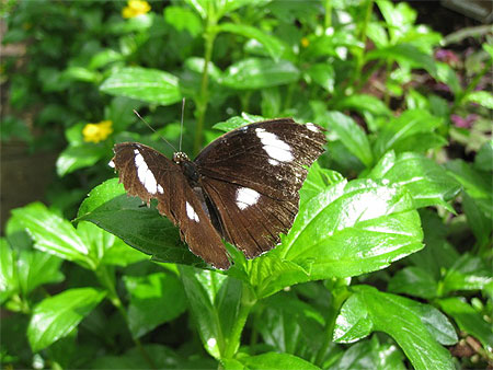 Papillon du Jardin Botanique