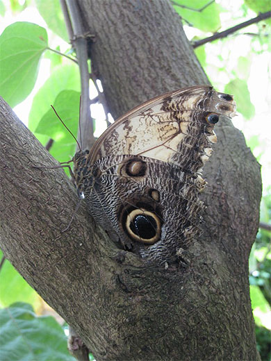 Papillon hibou du Jardin Botanique
