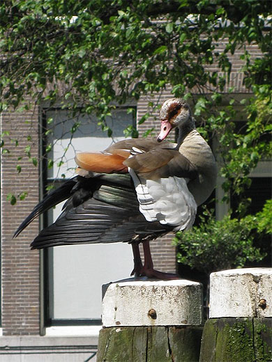 Plantage Parklaan