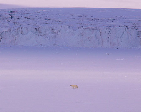 Ours polaire devant un glacier