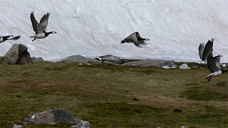 Barnacle goose