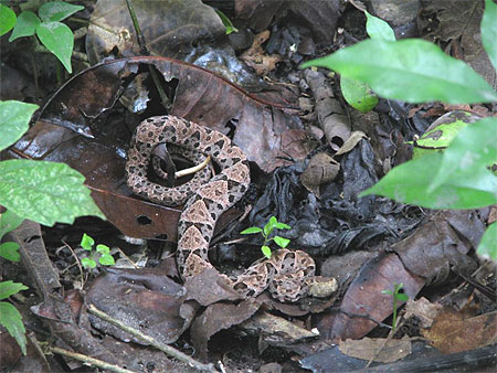 Bothrops Asper dans la jungle