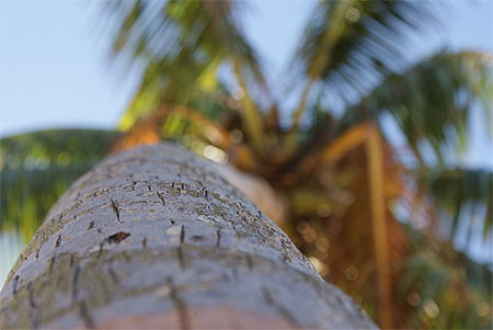 Cocotier
