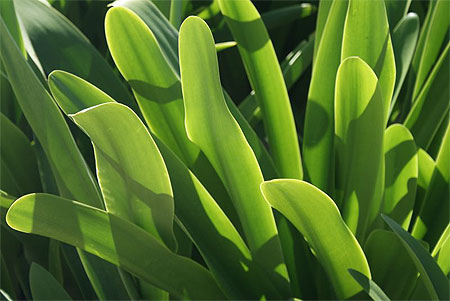 Plante
