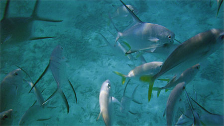 Poissons exotiques