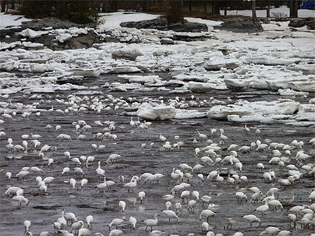 Retour des oies blanches, Berthier-sur-mer, Qu�bec