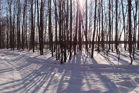 Dans les bois