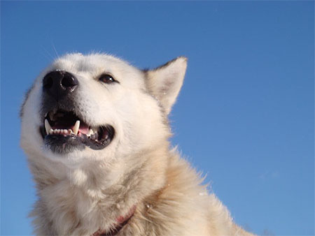 Husky