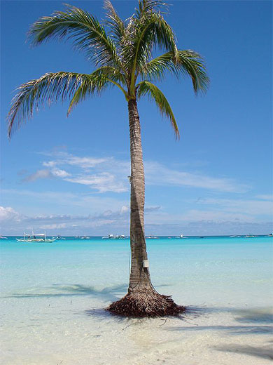 Cocotier sur l'eau