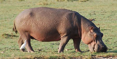 Un hippo � Chobe