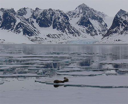 Couple de morses devant un glacier